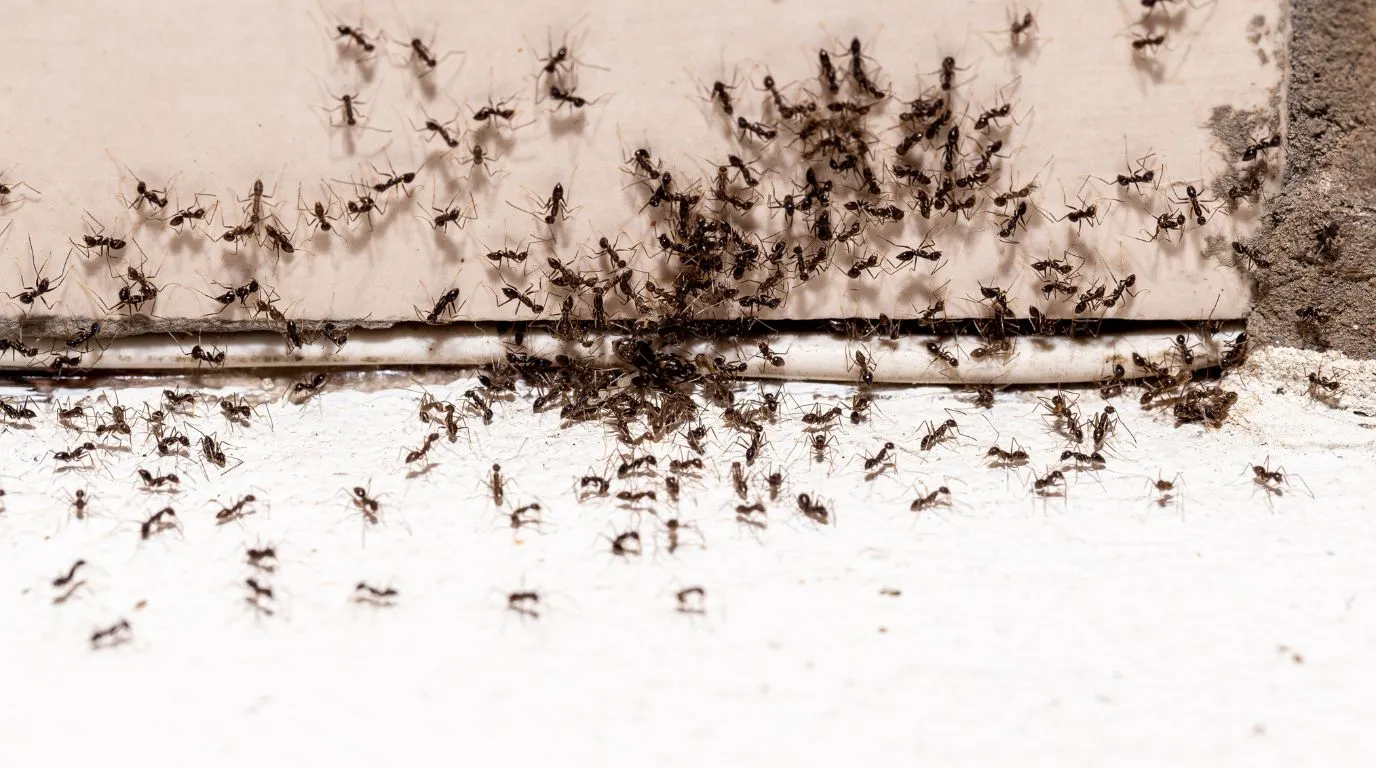 Close-up of ants entering through a structural crack, highlighting the importance of professional perimeter sealing.